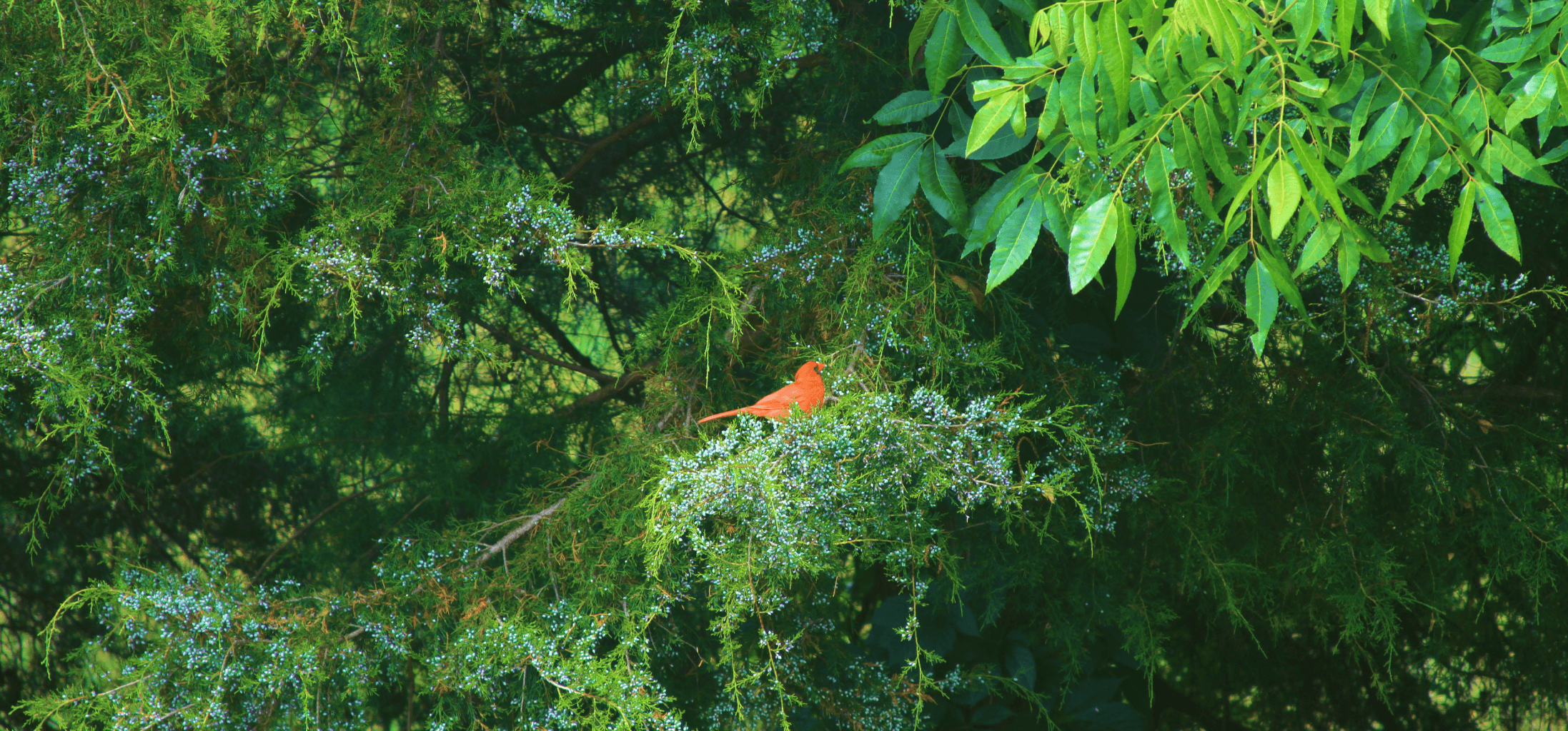 a red cardinal bird standing out in a dense green forest